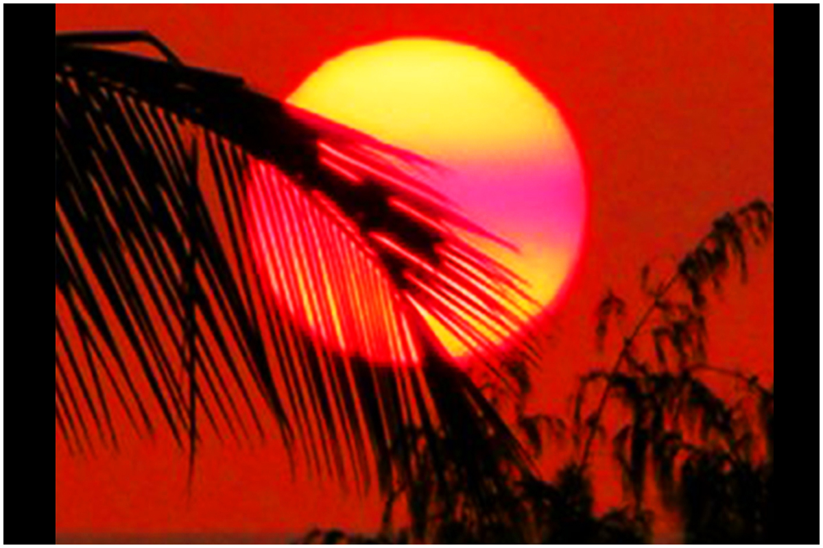 Palm Tree Silhouette at Sunset