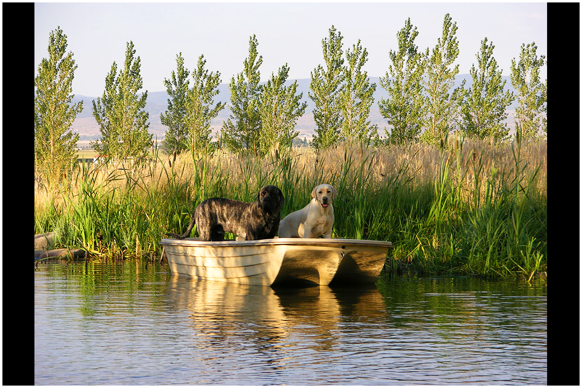 Dogs Boating on the Ranch Pond