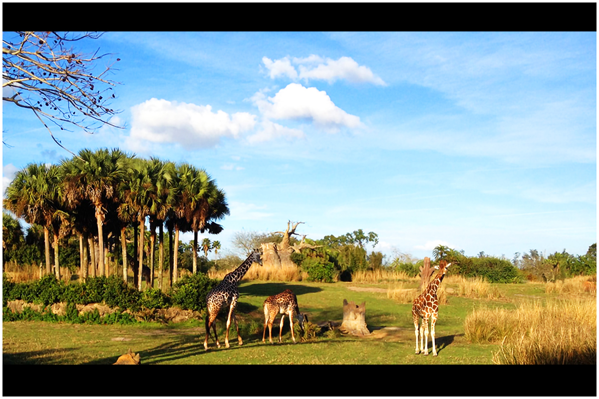 Safari Adventure at Disney World
