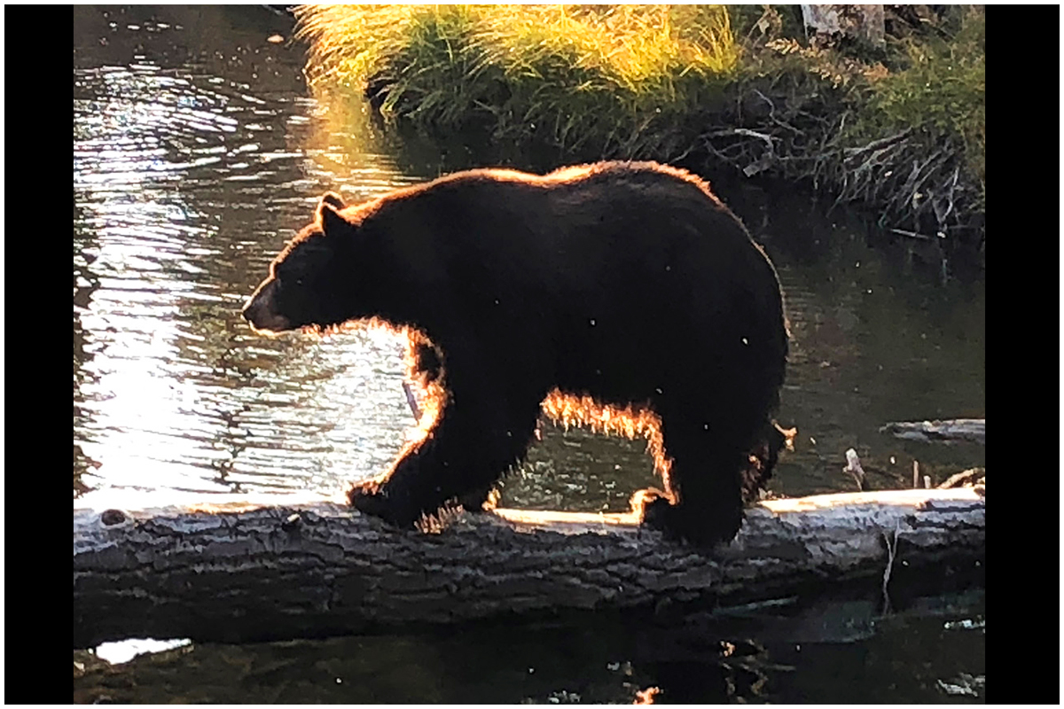 Bear Crossing River at Taylor Creek